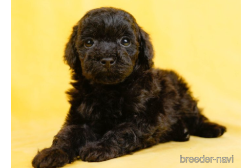 成約済の東京都のタイニープードル-227652の2枚目